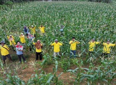 Sukses Panen Jagung dan Tomat, Petani Binaan Pertamina EP Jambi  Siap Garap Lahan Lebih Luas